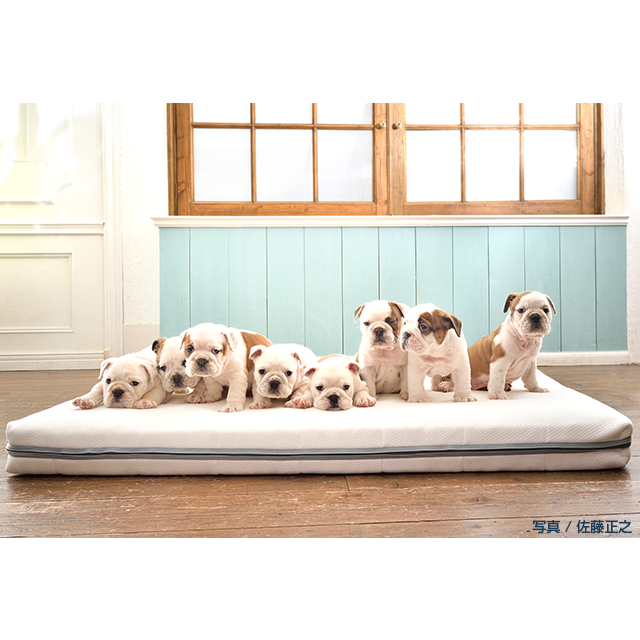ペット用マットレス – sleep.airweave